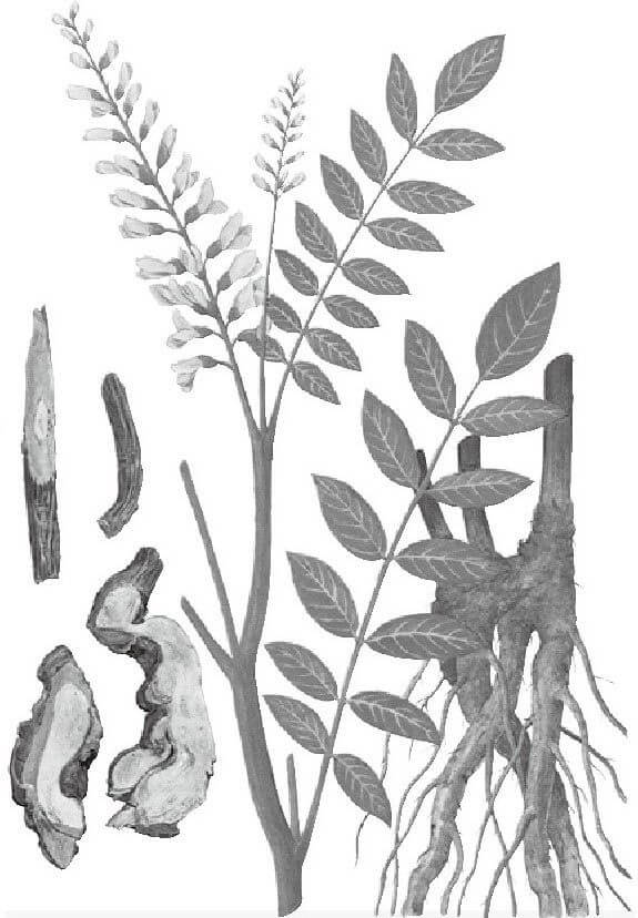 山豆根