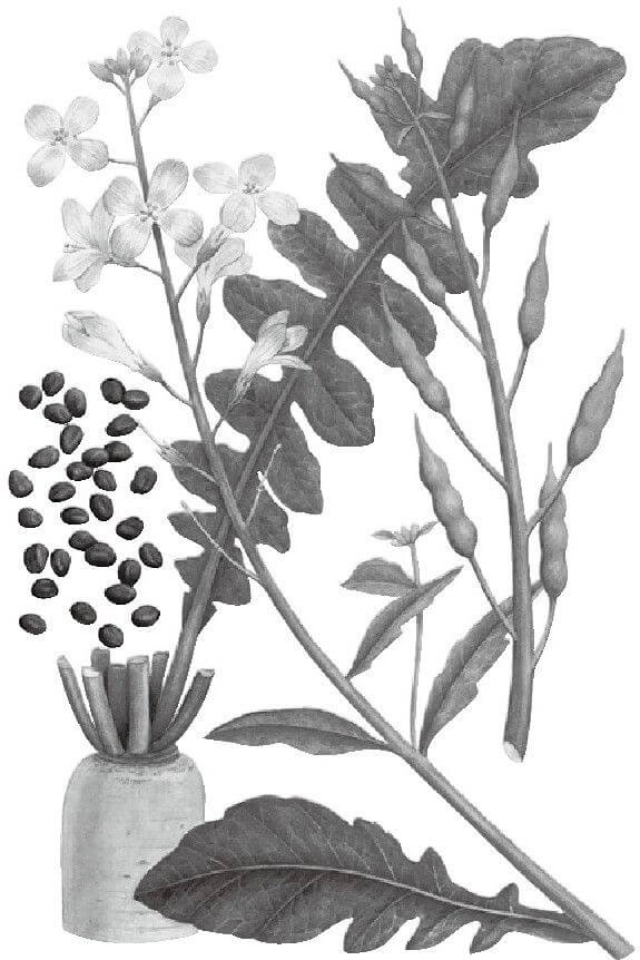 莱菔