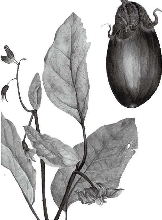 茄