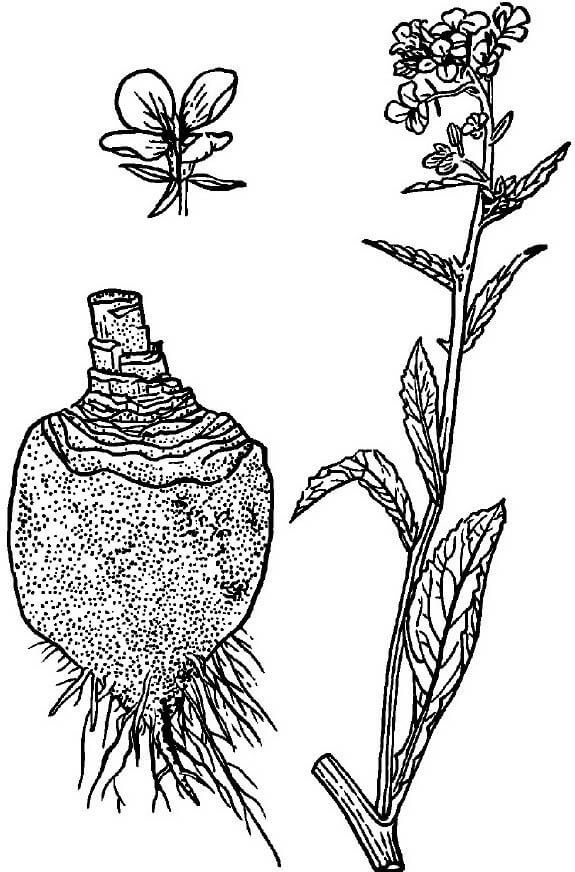 芜菁