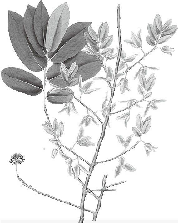 荔枝