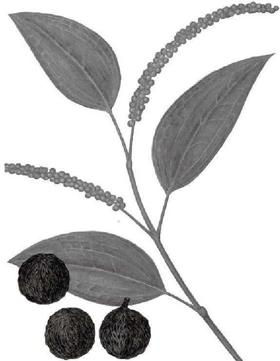 毕澄茄