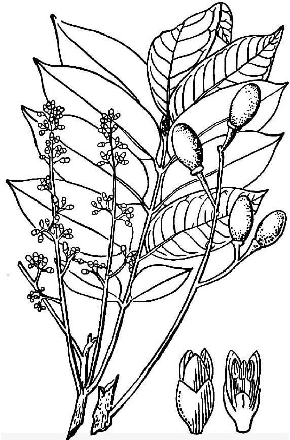 橄榄
