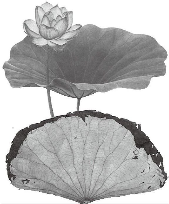 莲藕