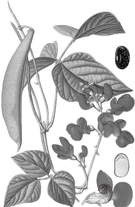 大豆