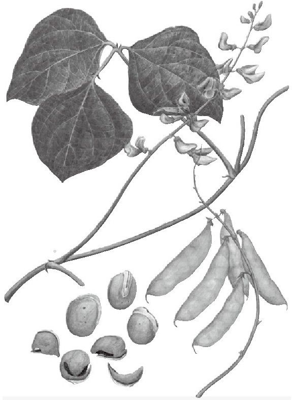 豆