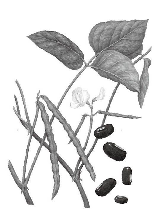 赤小豆