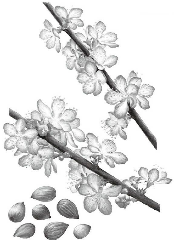 郁李