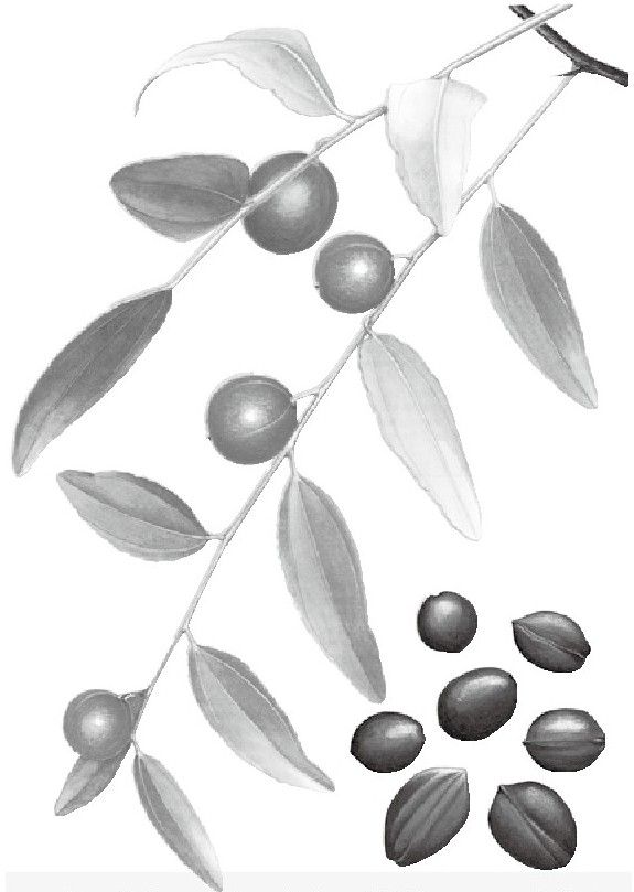 酸枣