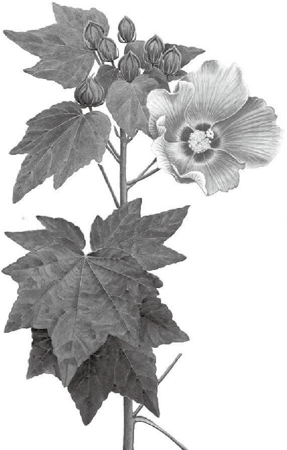 木芙蓉