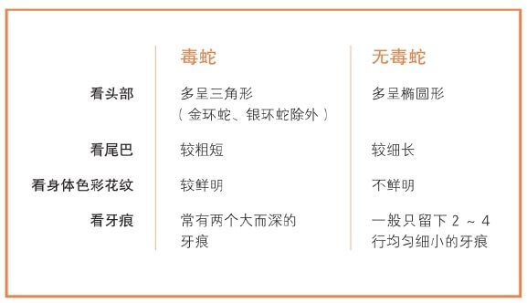 咬伤急救：结扎伤肢，尽快去医院