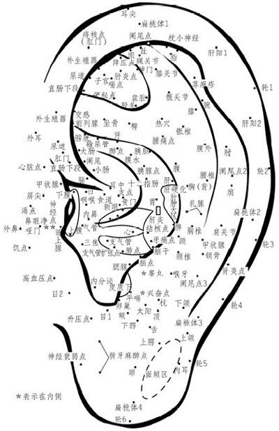 1.耳部大药田的详细分布位置
