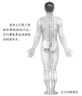 2.脊背是面向太阳生长的大药