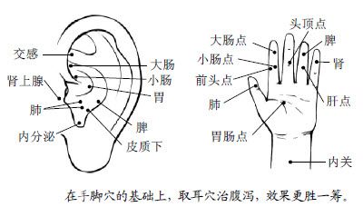 6.腹泻点是通治腹泻的第一味人体大药