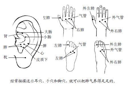 1.人活一口气,养肺就是养气