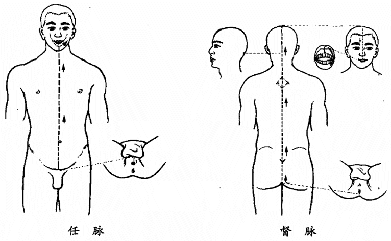 任脉，督脉
