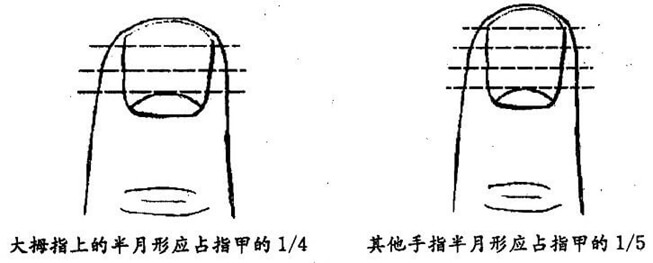 大拇指上的半月形