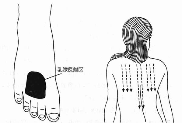 脚背乳腺反射区,背后刮凉线路图 脚背乳腺反射区,背后刮凉线路图