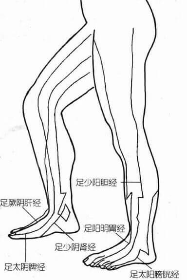 腿内、外侧经络图