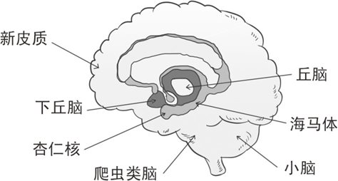 读懂心的理论基础：源自百万年前的边缘反应
