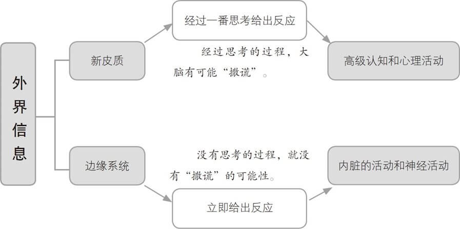 读懂心的理论基础：源自百万年前的边缘反应