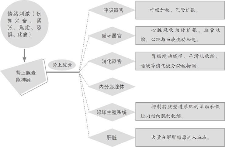 无法掩饰的血管运动