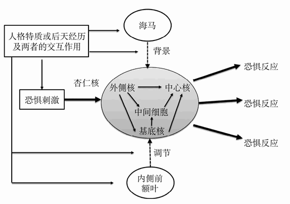  恐惧情绪加工过程的神经机制来源