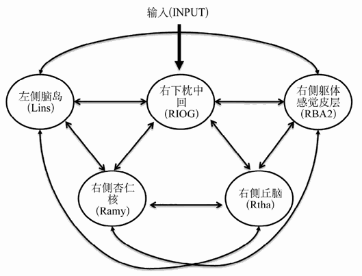  厌恶情绪加工的动态因果模型环路来源