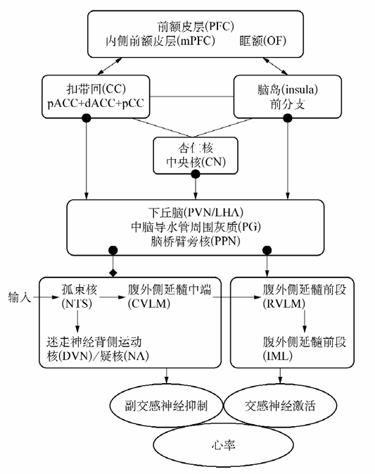  神经内脏整合模型-前额叶皮层对心率的影响来源