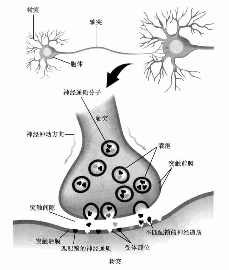 第二节 学习生理心理学所需要的基础知识