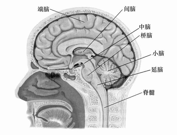 第二节 学习生理心理学所需要的基础知识