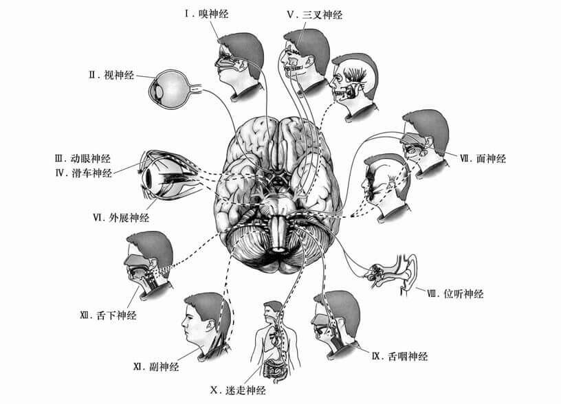 第二节 学习生理心理学所需要的基础知识