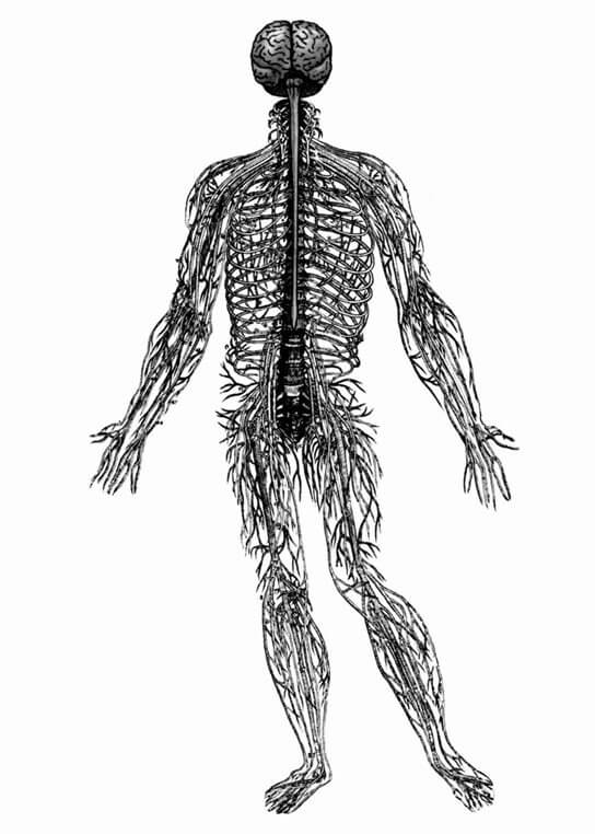 第二节 学习生理心理学所需要的基础知识