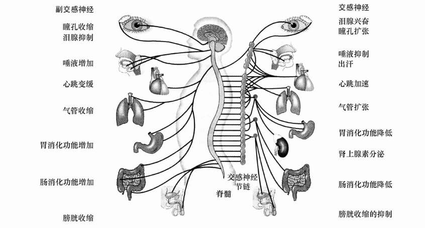 第二节 学习生理心理学所需要的基础知识