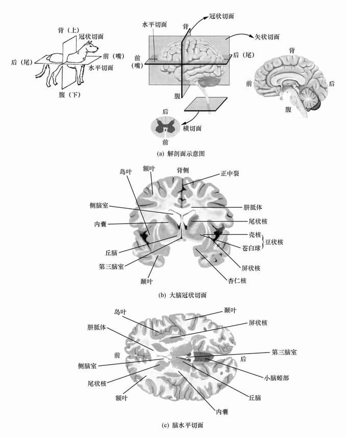 第二节 学习生理心理学所需要的基础知识