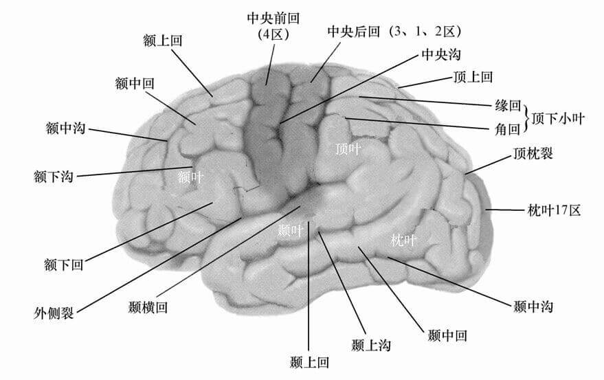 第二节 学习生理心理学所需要的基础知识