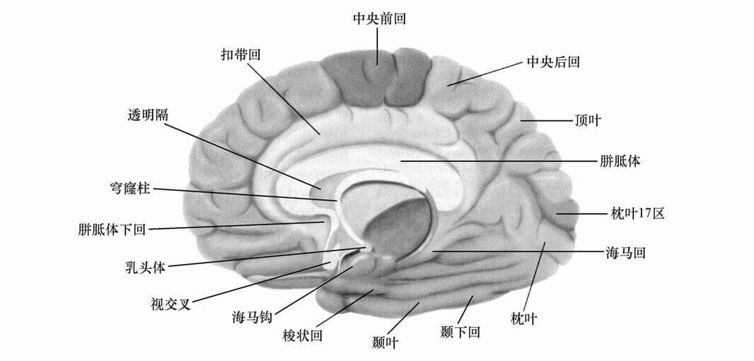 第二节 学习生理心理学所需要的基础知识