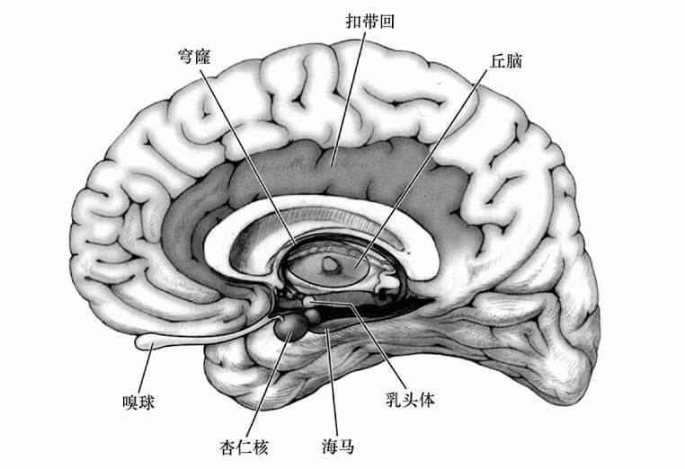 第二节 学习生理心理学所需要的基础知识