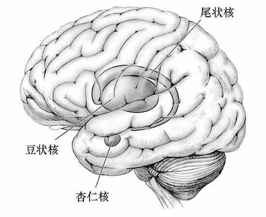 第二节 学习生理心理学所需要的基础知识