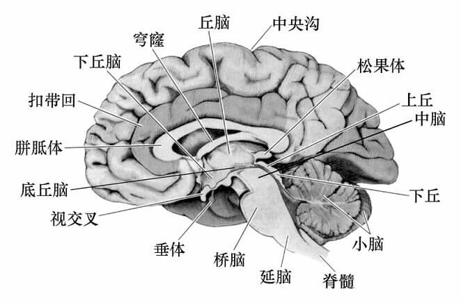 第二节 学习生理心理学所需要的基础知识