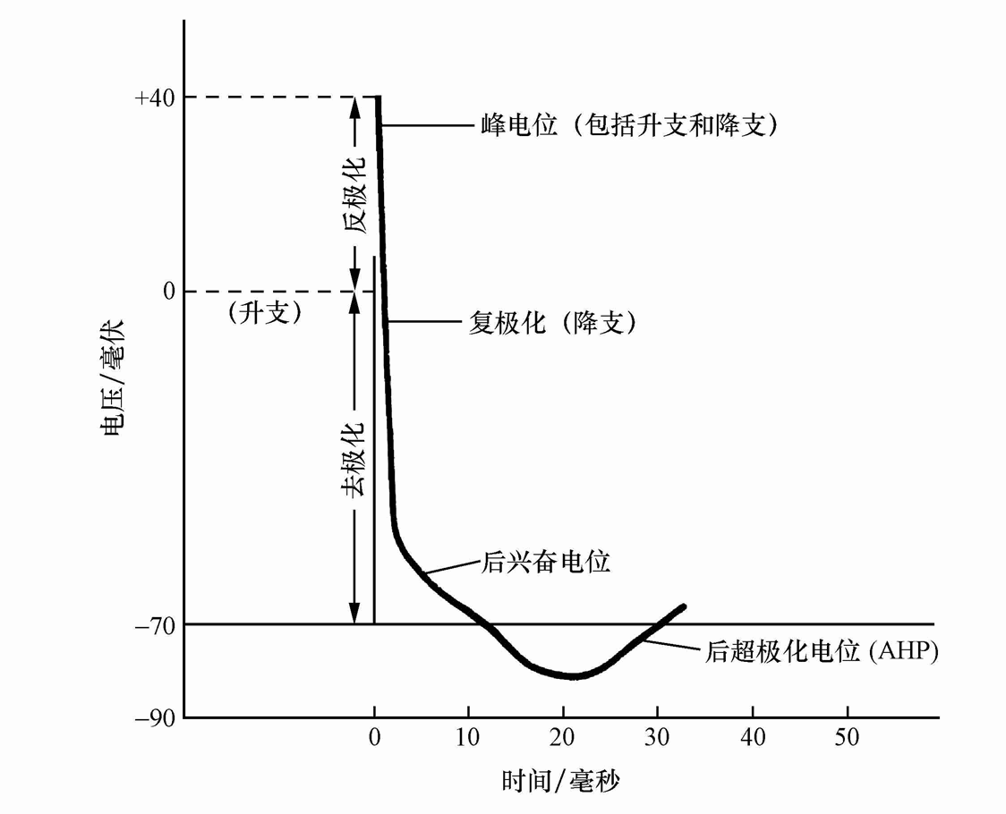 第二节 学习生理心理学所需要的基础知识