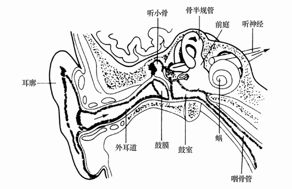 第二节 听觉