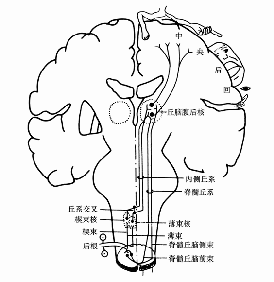 第四节 躯体感觉