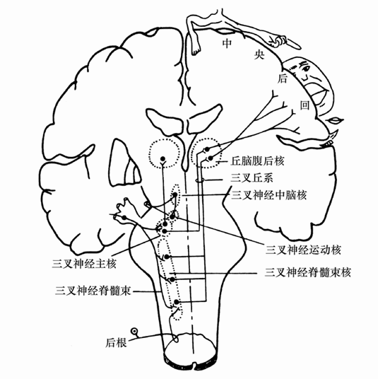 第四节 躯体感觉