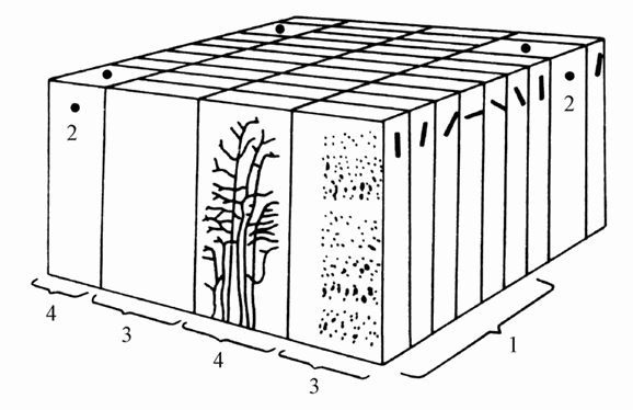 第一节 知觉的神经基础
