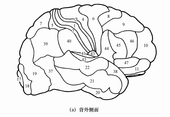 第一节 知觉的神经基础