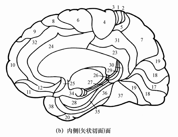 第一节 知觉的神经基础