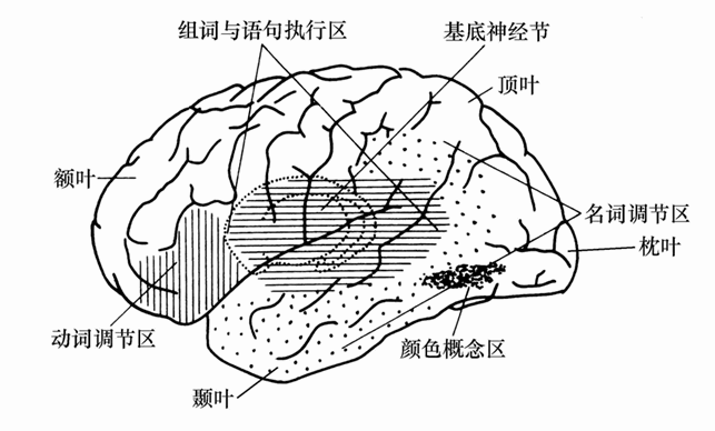 第二节 脑与思维