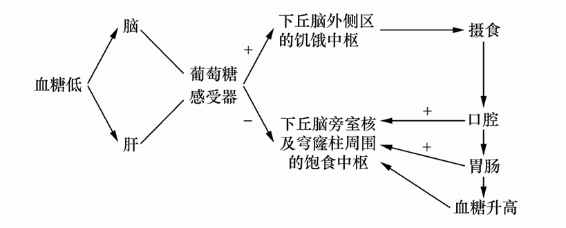 第二节 摄食行为