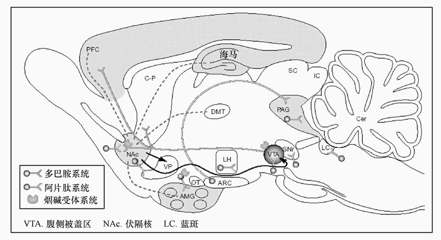 第四节 药瘾与行为瘾